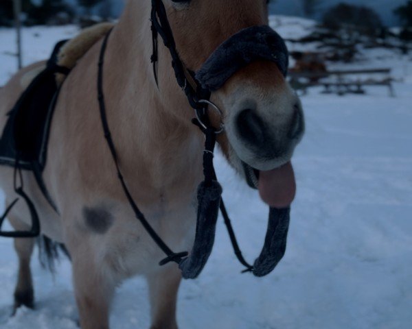 broodmare Lyheims Stjerneskudd (Fjord Horse, 2010, from Enar N.2020)