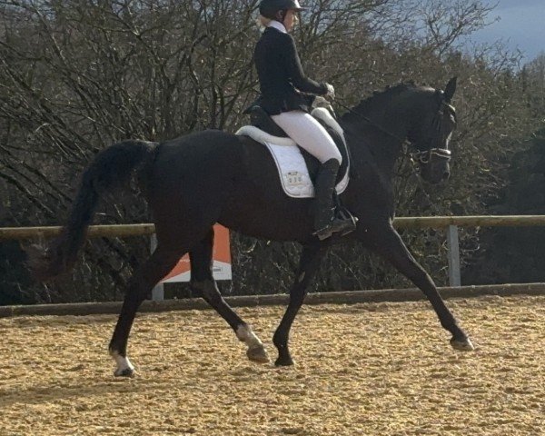 dressage horse Diva la Belle (Oldenburg, 2013, from Don Juan de Hus)