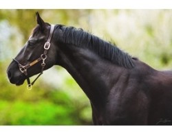 dressage horse Sir Mystic Ea (Oldenburg, 2018, from Sir Donnerhall I)