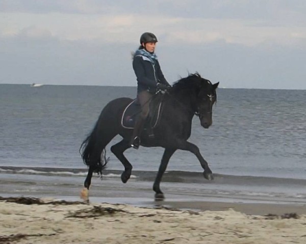 stallion Sions Number One (Welsh-Cob (Sek. D), 2010, from Sion Solero)