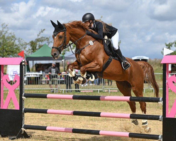 Springpferd For Almaz (Rheinländer, 2016, von For Cornet)