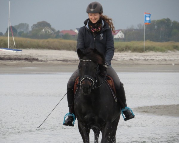 dressage horse Hastings (German Riding Pony, 2000, from Hattrick)