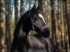 dressage horse Siegfried (Oldenburg, 2014, from Scuderia)