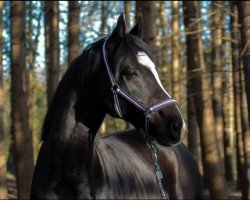 dressage horse Siegfried (Oldenburg, 2014, from Scuderia)