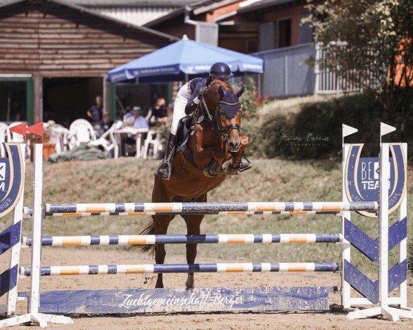 Springpferd Ubelly BE (Westfale, 2017, von United Touch S)