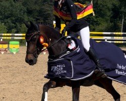 dressage horse Majestro 15 (German Riding Pony, 2011, from Mr. Tarek)