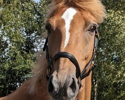 dressage horse Patchi (Oldenburg, 2012, from Apache)