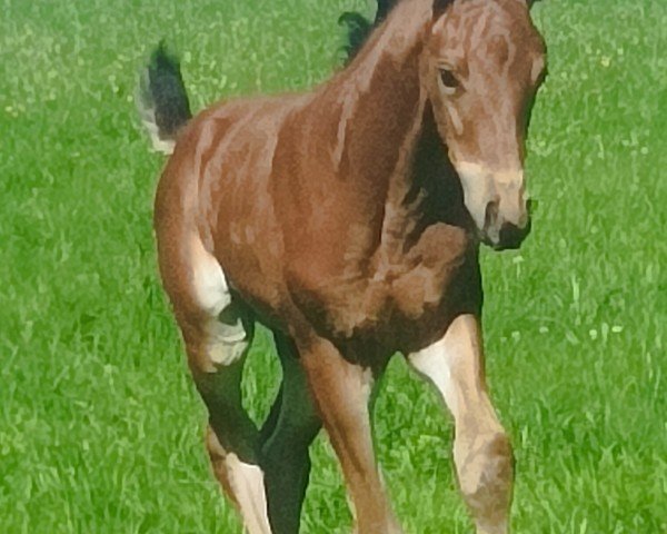 foal by Hengst von Ehrenstolz / Susu's Boy (Westphalian, 2024, from Ehrenstolz)