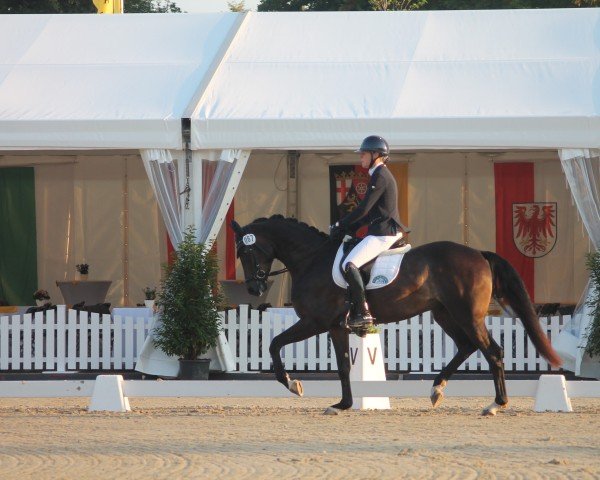 dressage horse Da Vinci 391 (Hanoverian, 2021, from Despacito 16)