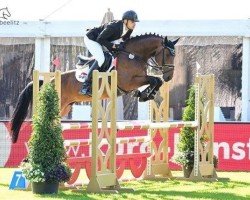 jumper Daredevil 11 (Oldenburg show jumper, 2018, from Diamant de Semilly)