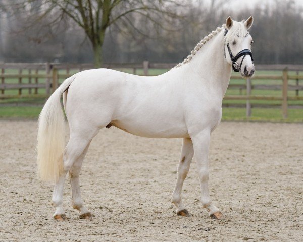 dressage horse Grand Coeur 44 (Westphalian, 2019, from Genscher)