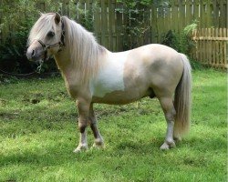 stallion Zauberelb Vom Rindergraben (Dt.Part-bred Shetland pony,  , from Zaubertroll vom Rindergraben)