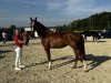 dressage horse Suki BK (Westphalian, 2021, from Sir Heinrich OLD)