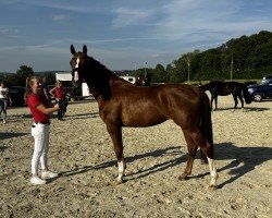 dressage horse Suki BK (Westphalian, 2021, from Sir Heinrich OLD)