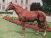 stallion Uriel (Selle Français, 1964, from Nankin)