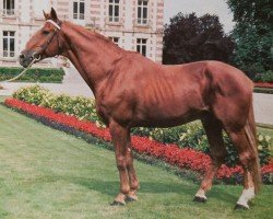 stallion Uriel (Selle Français, 1964, from Nankin)