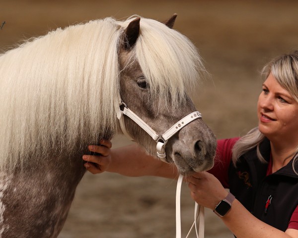 horse StPrSt A Coolstep Lascana (Dt.Part-bred Shetland pony, 2021, from BuPr Coolstep Lloyd)