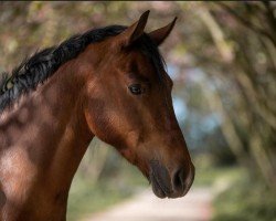 Springpferd Nepumuk 50 (Deutsches Reitpony, 2018, von Nock Out)