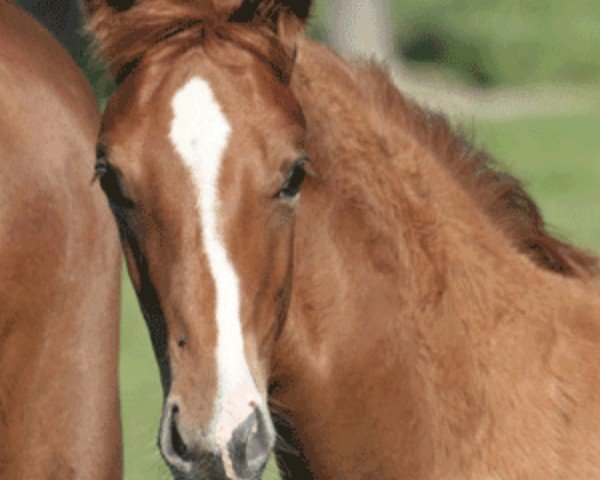 dressage horse Pergento MBH (Austrian Warmblood, 2012)