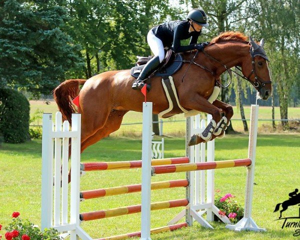 jumper Dreaming Girl 3 (German Sport Horse, 2018, from Darco For Fun Z)