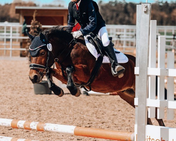 dressage horse George (Polish Pony, 2014)