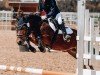 dressage horse George (Polish Pony, 2014)