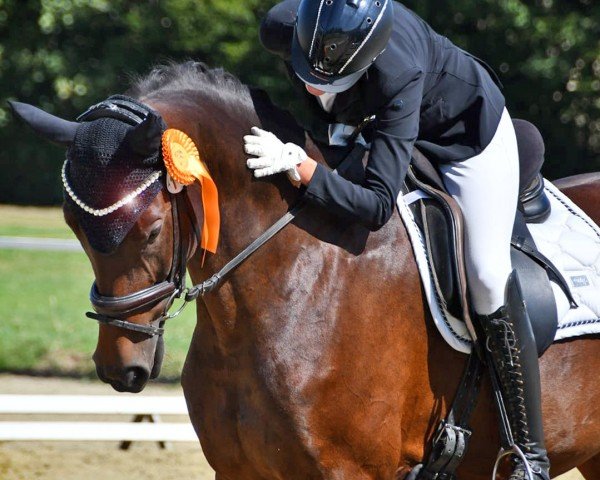 dressage horse Diamond Golden Jubilee (German Sport Horse, 2012, from Domherr)