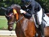 dressage horse Diamond Golden Jubilee (German Sport Horse, 2012, from Domherr)