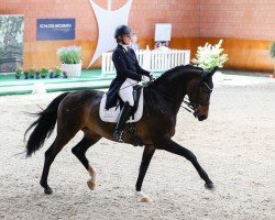 dressage horse Serenissima Rh (Rhinelander, 2007, from Sir Donnerhall I)