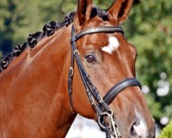 dressage horse Faustus 95 (Oldenburg, 2011, from Feuerspiel)