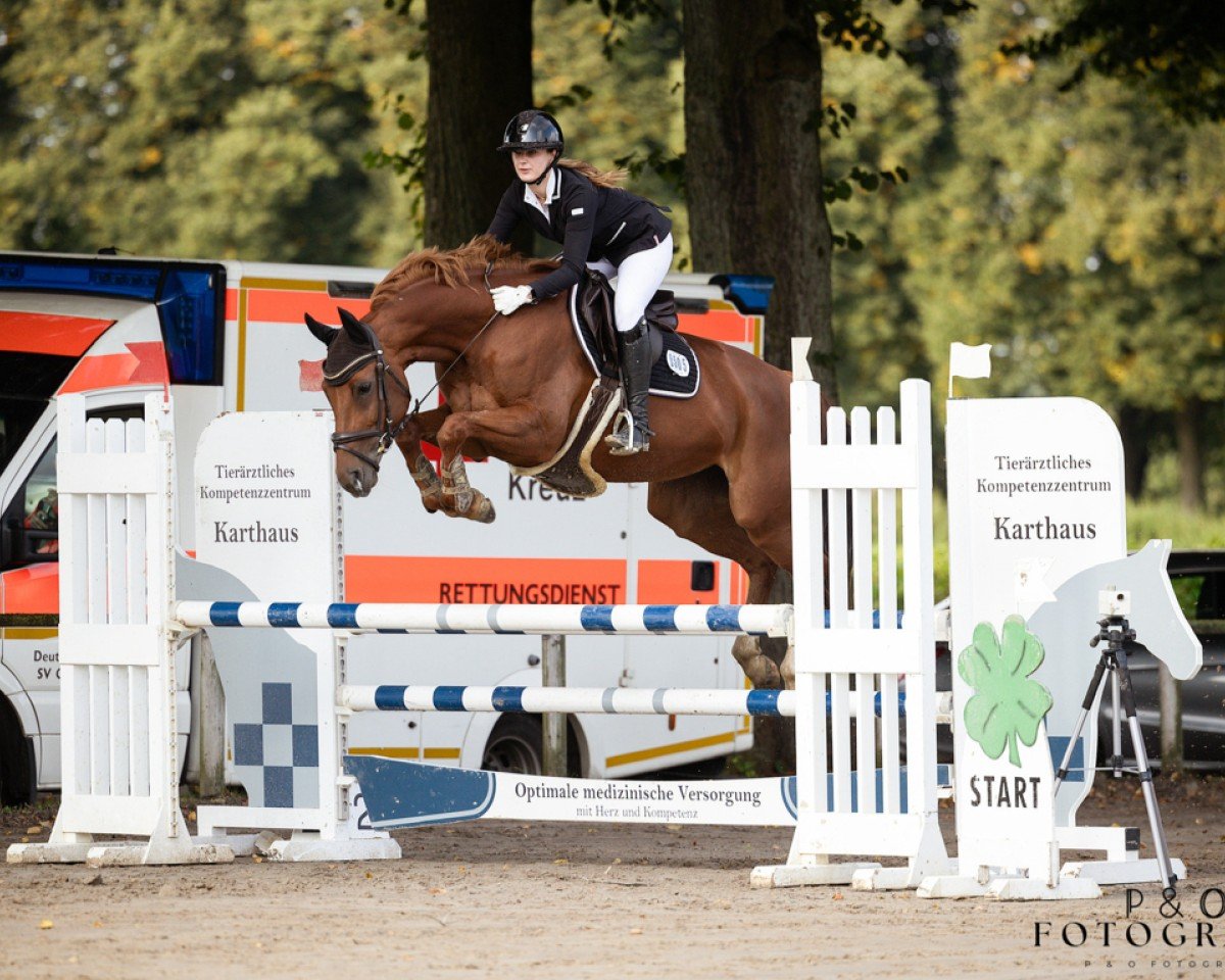 jumper Viva Pleasure (Hanoverian, 2014, from Viscount 22)