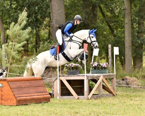 Springpferd Kiltrone Silver Knight (Connemara-Pony, 2016, von Glencarrig Knight)