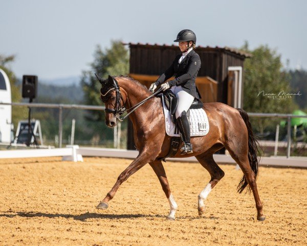 dressage horse Bella Piccina (Hanoverian, 2017, from Belissimo NRW)