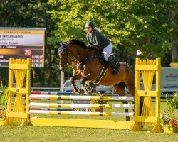 jumper Little Rebell (Oldenburg show jumper, 2013, from Landrebell)