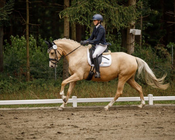 Zuchtstute Call me Cinderella B (Deutsches Reitpony, 2020, von Gigabyte)