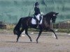 dressage horse Tell me Totilas (unknown, 2016)