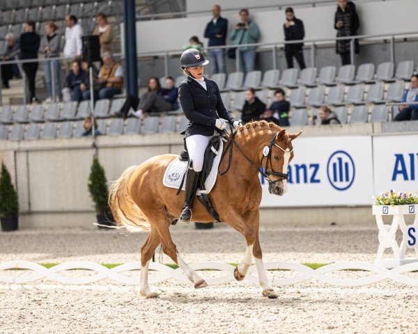 dressage horse Dulcamero (German Riding Pony, 2014, from Dimension AT NRW)