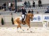 dressage horse Dulcamero (German Riding Pony, 2014, from Dimension AT NRW)