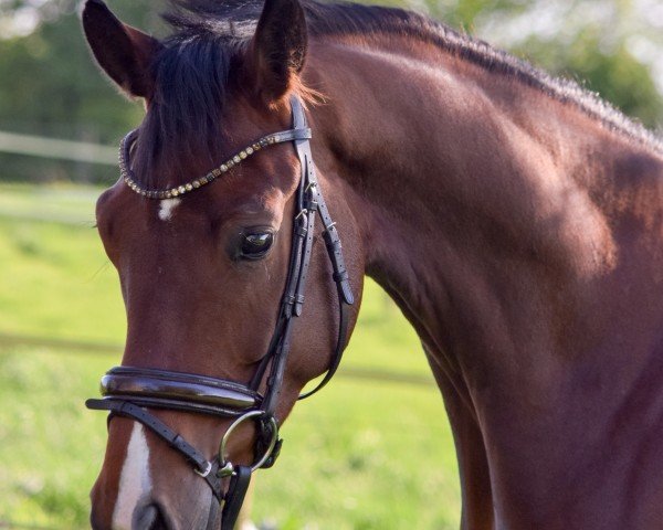 dressage horse Feiner Kevin (German Sport Horse, 2020, from Fürst Wilhelm)