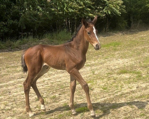 foal by Baila me (Westphalian, 2024, from FS Bloomberg)