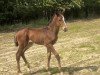 foal by Baila me (Westphalian, 2024, from FS Bloomberg)