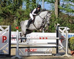 jumper Diaccatoona PS (Oldenburg show jumper, 2018, from Diaron OLD)