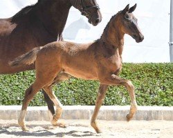 foal by Genau So (Hanoverian, 2024, from Global Hope)