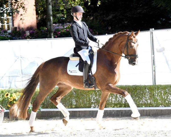 dressage horse Quino 30 (Hanoverian, 2020, from Q-Sieben OLD)