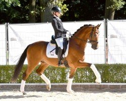 dressage horse Vinito (Oldenburg, 2020, from Vitalis)