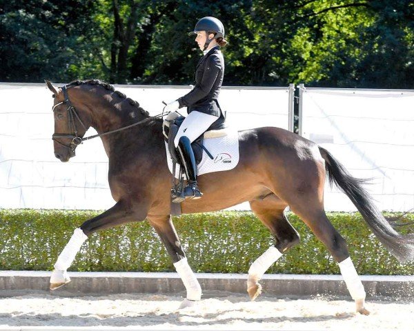 dressage horse Vlip (Oldenburg, 2021, from Va' Pensiero)