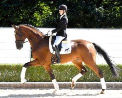 dressage horse Deylano (Hanoverian, 2020, from Damaschino)