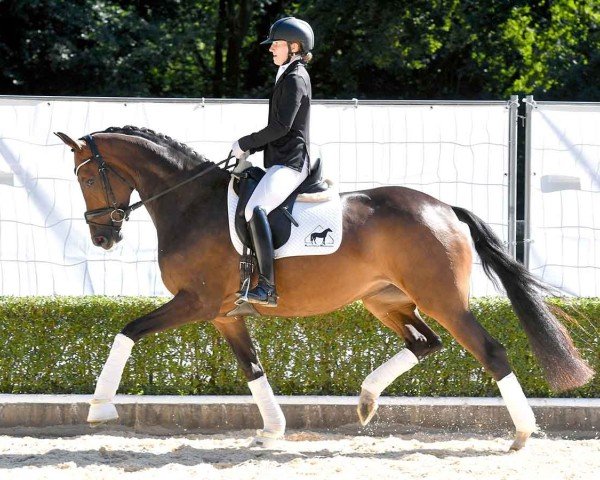 dressage horse Dijon 50 (Hanoverian, 2020, from Danone 4)