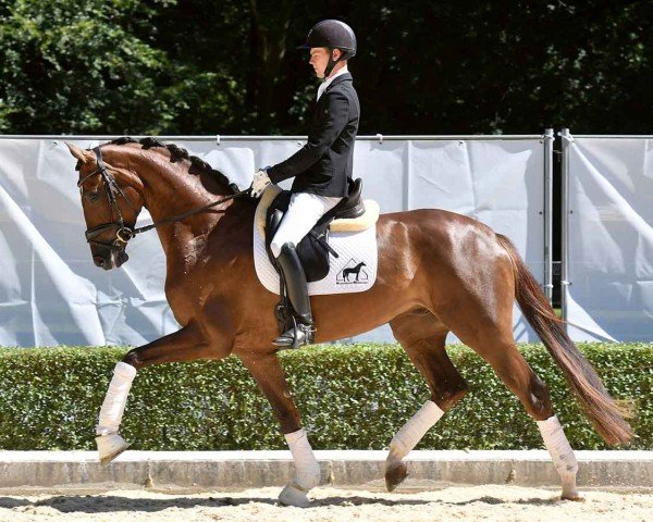 dressage horse Quallacio (Hanoverian, 2020, from Q-Sieben OLD)