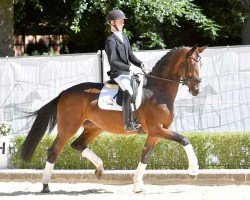 dressage horse Valencia (Hanoverian, 2020, from Valdiviani)